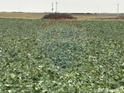 Teren intravilan 80500mp. aproape de nodul rutier de pe D... 