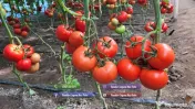 Rasaduri Legume : Rasad de rosii tomate ardei vinete castraveti varza 
