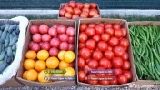 Rasaduri Legume : Rasad de rosii tomate ardei vinete castraveti varza 