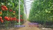 Rasaduri Legume : Rasad de rosii tomate ardei vinete castraveti varza 