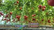 Rasaduri Legume : Rasad de rosii tomate ardei vinete castraveti varza 