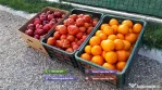 Rasaduri Legume: Rasad de rosii tomate ardei vinete castraveti varza