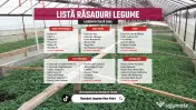 Vand rasad rosii | Rasaduri de rosii / tomate si alte rasaduri de legume 2026 