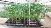Vand rasad rosii | Rasaduri de rosii / tomate si alte rasaduri de legume 2026 