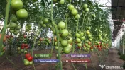 Vand rasad rosii | Rasaduri de rosii / tomate si alte rasaduri de legume 2026 