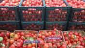 Vand rasad rosii | Rasaduri de rosii / tomate si alte rasaduri de legume 2026 