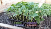 Vand rasad rosii | Rasaduri de rosii / tomate si alte rasaduri de legume 2026 