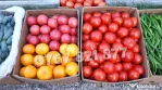 Vand rasad rosii | Rasaduri de rosii / tomate si alte rasaduri de legume 2026