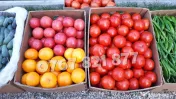 Vand rasad rosii | Rasaduri de rosii / tomate si alte rasaduri de legume 2026 