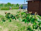 Teren cu Zonă Intravilană, Bacau-Lilieci, 1200 mp 