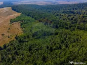 Teren 6,000mp Crizbav / Strada principala 