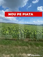 De vânzare teren arabil – 4,58 ha, Moacșa, Covasna