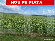 De vânzare teren arabil – 4,58 ha, Moacșa, Covasna