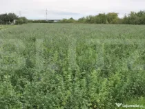 Teren extravilan, 10700 mp, zona Periferie Nord