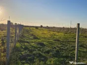 Veterani , teren imprejmuit 