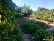 Casă, gradină, teren mare - Palazu Mare 