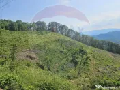 Pasune 21 ha pretabila pentru panouri fotovoltaice,impadurit 