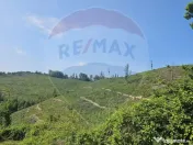 Pasune 21 ha pretabila pentru panouri fotovoltaice,impadurit 