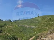 Pasune 21 ha pretabila pentru panouri fotovoltaice,impadurit 