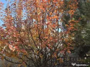 Exclusivitate! Proprietate in Sendreni, jud. Galati - 59.... 