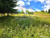 Teren de vis în Fundata 1934mp sau 3868mp, la înălțim... 