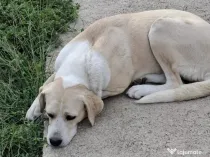 Donez metis labrador