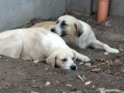 Donez metis labrador 