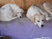 Donez metis labrador 