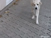 Donez metis labrador 