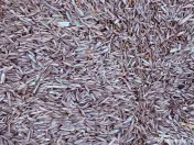 Semințe de ierburi pentru fânețe 