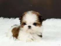 Shih Tzu teacup talie mica
