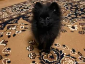 Pui de Pomeranian 