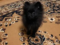 Pui de Pomeranian
