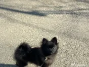 Pui de Pomeranian 
