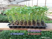 Vand rasad de rosii, ardei, castraveti, vinete | rasaduri de legume 