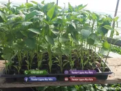 Vand rasad de rosii, ardei, castraveti, vinete | rasaduri de legume 