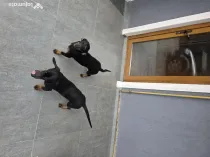 Donez Teckel - Soricari