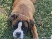Animale de companie catei rasa Boxer bine crescuti 
