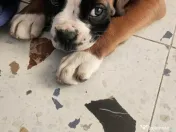 Animale de companie catei rasa Boxer bine crescuti 