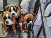 Animale de companie catei rasa Boxer bine crescuti 