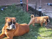 Animale de companie catei rasa Boxer bine crescuti 