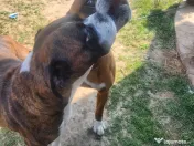 Animale de companie catei rasa Boxer bine crescuti 