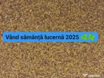 Samanta lucerna 2025