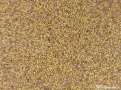 Samanta lucerna 2025