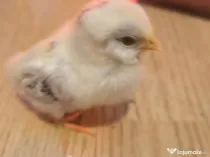 Oua bărboasă de anvers