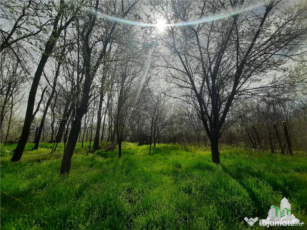 Teren 1274 mp cu livada si casa veche Primarie Bragadiru