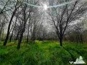 Teren 1274 mp cu livada si casa veche Primarie Bragadiru 