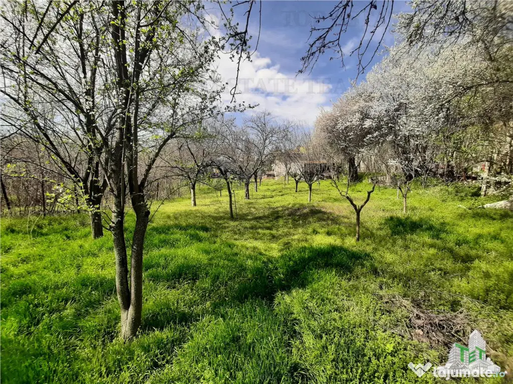 Teren 1274 mp cu livada si casa veche Primarie Bragadiru