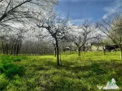 Teren 1274 mp cu livada si casa veche Primarie Bragadiru 