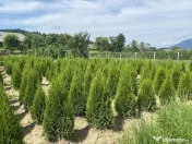 Tuia Smaragd 1.20 metri. 